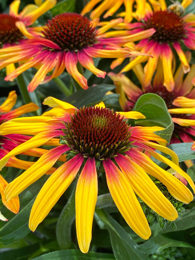 Echinacea Sunseekers Tequila Sunrise | Bluestone Perennials