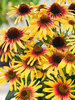 Echinacea Sunseekers Tequila Sunrise