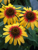 Echinacea Sunseekers Tequila Sunrise