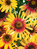 Echinacea Sunseekers Tequila Sunrise