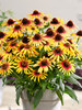 Echinacea Sunseekers Tequila Sunrise