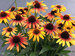 Echinacea Sunseekers Tequila Sunrise