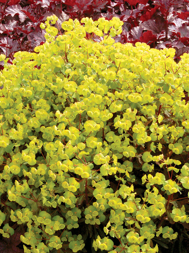 Euphorbia Golden Glory | Bluestone Perennials