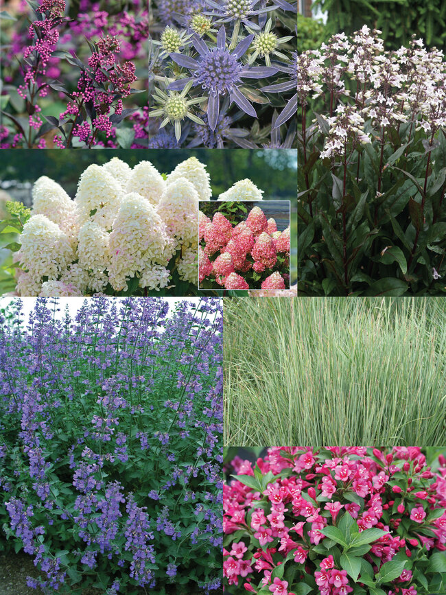 Easy Care Perennial Garden