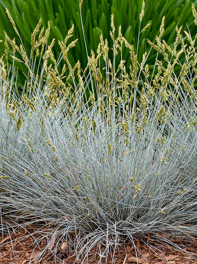 Festuca Blue Whiskers