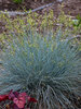 Festuca Blue Whiskers