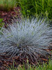 Festuca Blue Whiskers