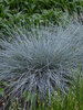 Festuca Blue Whiskers