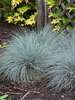 Festuca Blue Whiskers