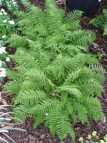 Fern - Dwarf Lady | Bluestone Perennials