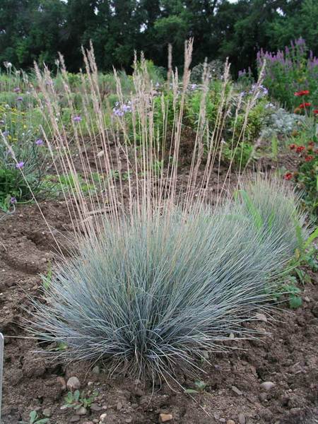 Product Viewer - Festuca Glauca