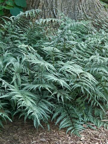 Fern Japanese Painted | Bluestone Perennials