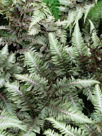 Fern Metallicum | Bluestone Perennials