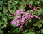 Filipendula Kahome -- Bluestone Perennials