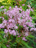 Filipendula Red Umbrellas