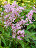 Filipendula Red Umbrellas