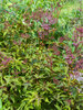 Filipendula Red Umbrellas