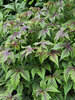 Filipendula Red Umbrellas