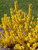 Forsythia Show Off Sugar Baby	