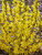 Forsythia Show Off Sugar Baby	