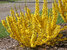 Forsythia Show Off Sugar Baby	