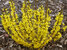 Forsythia Show Off Sugar Baby	