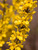 Forsythia Show Off