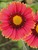 Gaillardia Burgundy