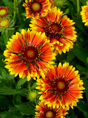 Barbican yellow red ring blanket online flower