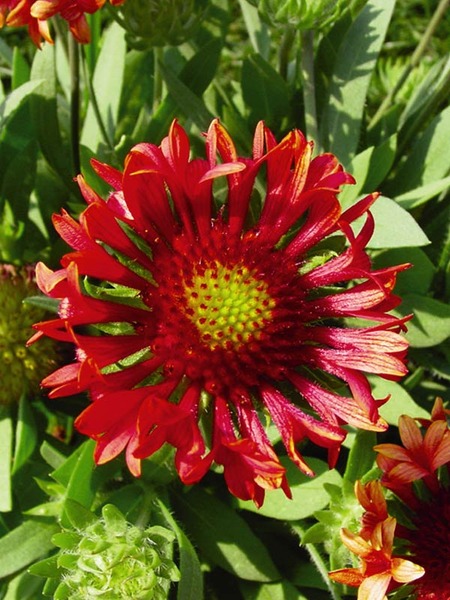 Fanfare blaze 2024 blanket flower