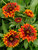 Gaillardia Frenzy