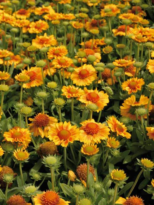 Gaillardia Gallo Peach | Bluestone Perennials