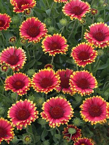 Gaillardia Sunset Popsy | Bluestone Perennials