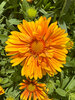 Gaillardia Spintop Mango