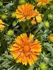 Gaillardia Spintop Mango