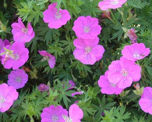 Geranium Alpenglow | Bluestone Perennials