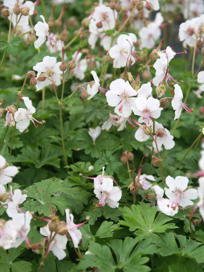 Reach Out White Geranium - Flowers And Bulbs