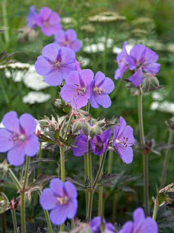 Geranium Boom Chocolatta | Bluestone Perennials