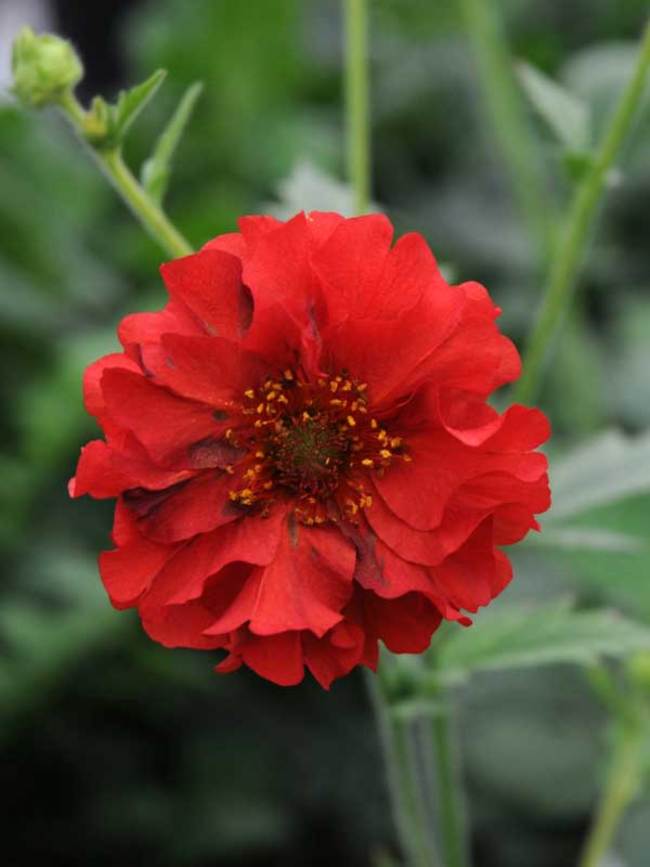 Geum Blazing Sunset