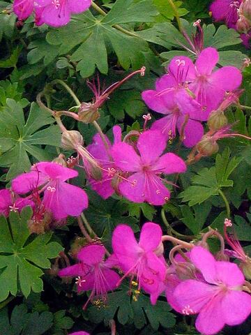 Geranium Crystal Rose | Bluestone Perennials