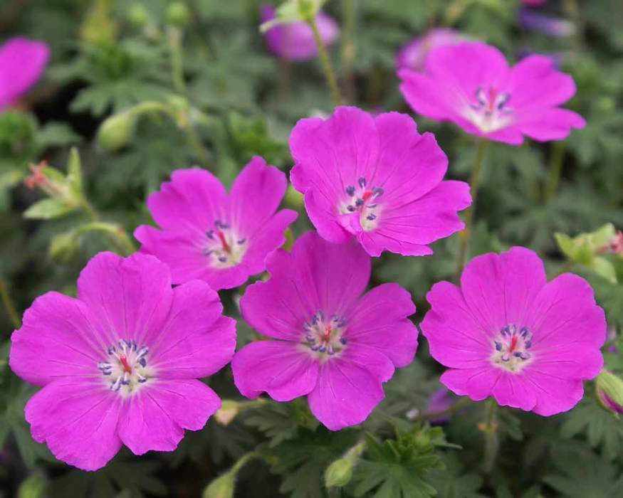 Geranium Max Frei | Bluestone Perennials