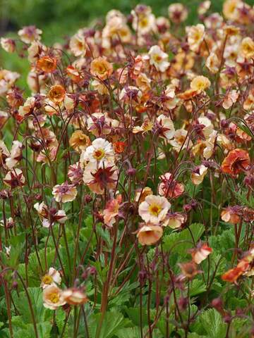 Geum Mai Tai | Bluestone Perennials