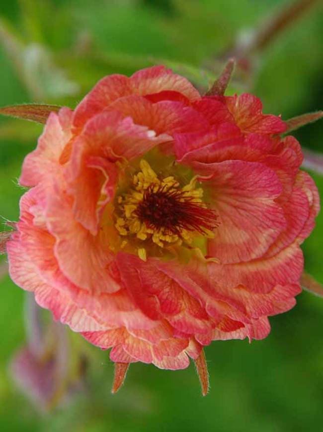 Geum Mai Tai | Bluestone Perennials