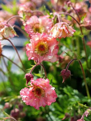 Geum Pretticoats Peach | Bluestone Perennials