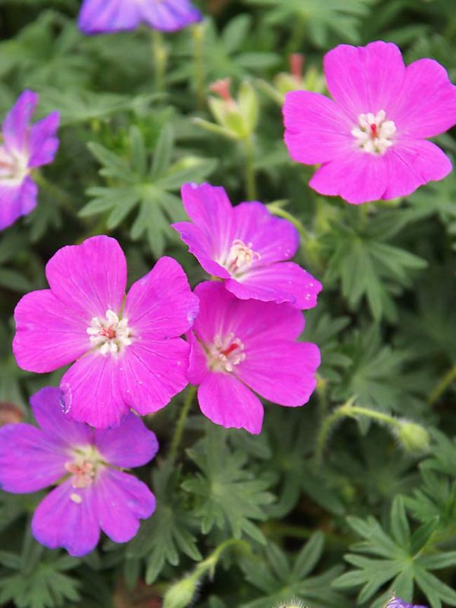 Geranium Shepherd's Warning | Bluestone Perennials