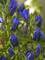 Gentiana True Blue -- Bluestone Perennials