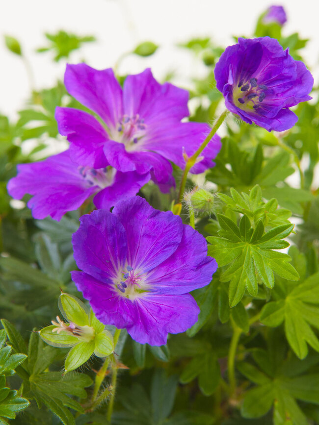 Geranium Tony's Talisman