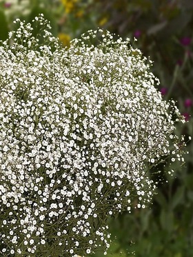 Gypsophila Summer Sparkles -- Bluestone Perennials