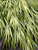 Hakonechloa Aureola