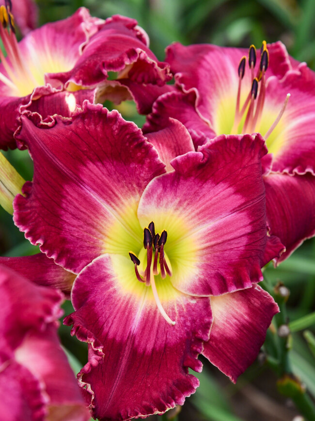 Hemerocallis Blood Sweat and Tears | Bluestone Perennials